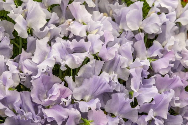 完全な花のスイートピー バレリーナ ブルー スイートピー Oderatus — ストック写真