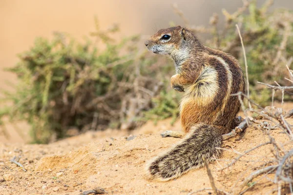 Barbary Sincap Atlantoxerus Getulus Fuerteventura Spanya Yer — Stok fotoğraf