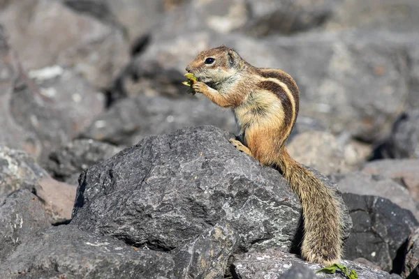 Berberitzhörnchen Atlantoxerus Getulus Fuerteventura Spanien — Stockfoto