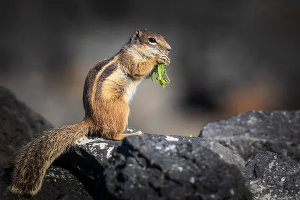 Barbary Ground Squirrel Atlantoxerus Getulus Fuerteventura Spain — Stock Photo, Image