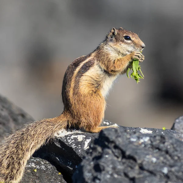 Barbary Ground Squirrel Atlantoxerus Getulus Fuerteventura Spain — Stock Photo, Image