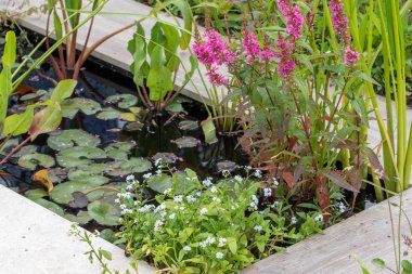 Güzel küçük bahçe gölet