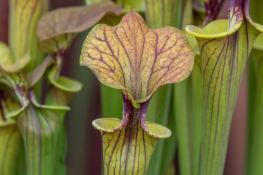 sarracenia (Kuzey Amerika sürahi fabrikası) yakın _