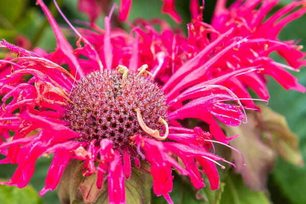 Monarda balmy rose in full flower