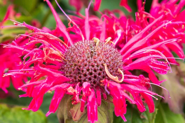 Monarda Rosa Bálsamo Flor Completa —  Fotos de Stock