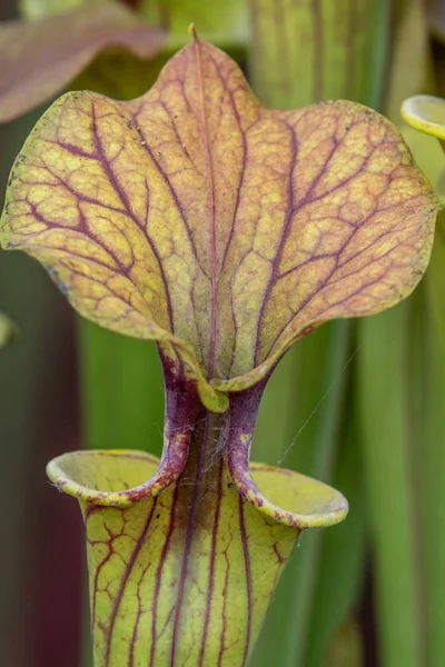 Sarracenia North American Pitcher Plant Close — стоковое фото