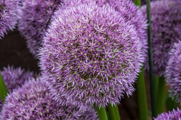 Allium Runda Och Lila Full Blom — Stockfoto