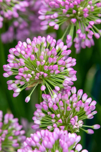 Tam Çiçek Şeklinde Allium Milenyum — Stok fotoğraf