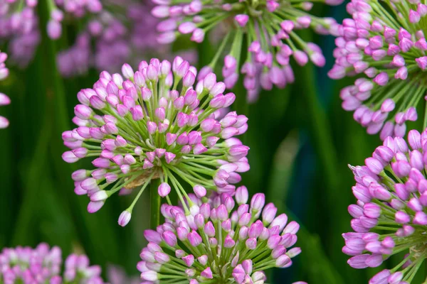 Tam Çiçek Şeklinde Allium Milenyum — Stok fotoğraf