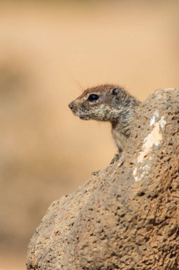 Barbary sincap (Atlantoxerus getulus) Fuerteventura İspanya'yer.