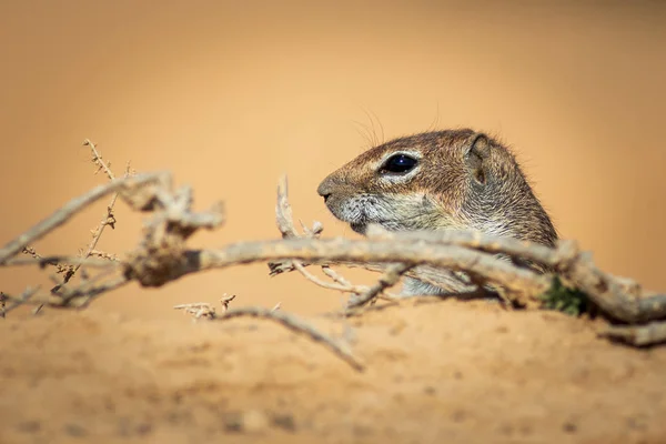 Barbary Sincap Atlantoxerus Getulus Fuerteventura Spanya Yer — Stok fotoğraf