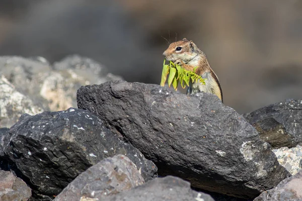 Paovce Mleté Veverky Atlantoxerus Getulus Fuerteventura Španělsko — Stock fotografie