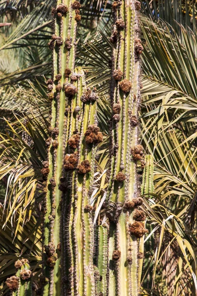 Colección Cactus Creciendo Jardín Botánico —  Fotos de Stock