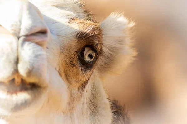Primer Plano Camello Desde Oasis Park Fuerteventura —  Fotos de Stock