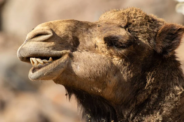 Primer Plano Camello Desde Oasis Park Fuerteventura —  Fotos de Stock