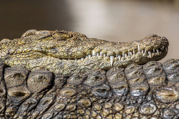 A large dangerous Crocodile at the Oasis Park on Fuerteventura , Spain.