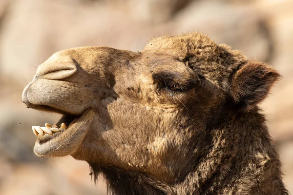 Camel close-up from the Oasis Park, Fuerteventura.