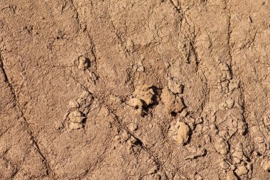 Fil arkaplanı ve dokusu yakın plan