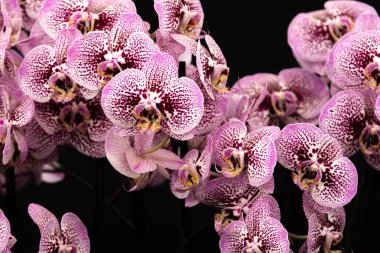 Orkide tam çiçek (phalaenopsis)