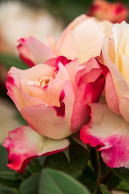 Tam çiçek güzel gül