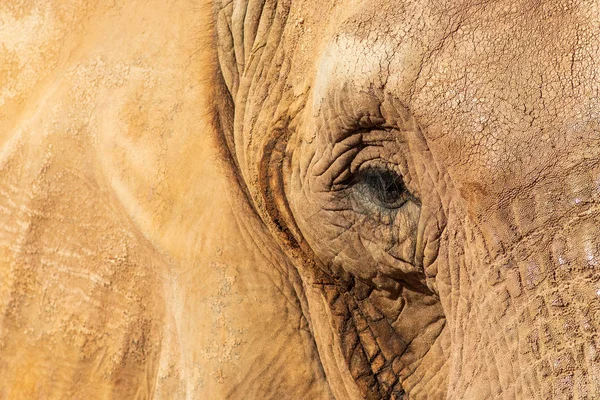 Elefante Del Parco Delle Oasi Fuerteventura — Foto Stock