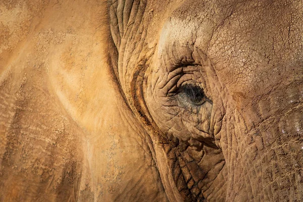 Elefante Del Oasis Park Fuerteventura —  Fotos de Stock