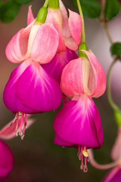 Fuchsia Full Blom — Stockfoto