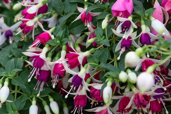 Fuchsia Hermiena Voller Blüte — Stockfoto