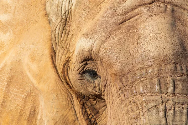 Elefante Del Parco Delle Oasi Fuerteventura — Foto Stock