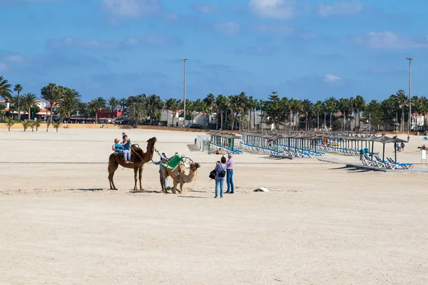 Fuerteventura Espagne Janvier 2019 Personnes Promenade Dos Chameau Caleta Fuste — Photo