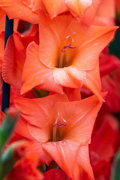 Gladiolus Lucifer Närbild Och Full Blom — Stockfoto