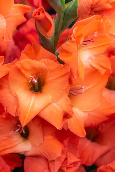 Gladiolen Luzifer Aus Nächster Nähe Und Voller Blüte — Stockfoto