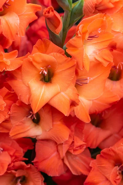 Gladiolen Luzifer Aus Nächster Nähe Und Voller Blüte — Stockfoto