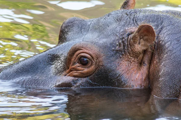 Hippopotamus Water Oasis Park Fuerteventura Spain — Stock Photo, Image