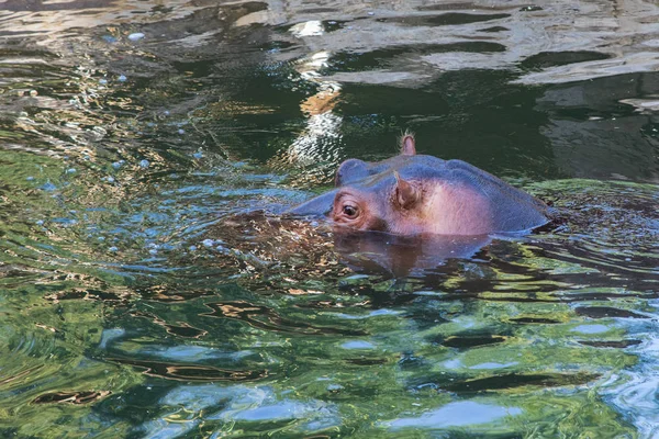 Hippopótamo Água Oasis Park Fuerteventura Espanha — Fotografia de Stock