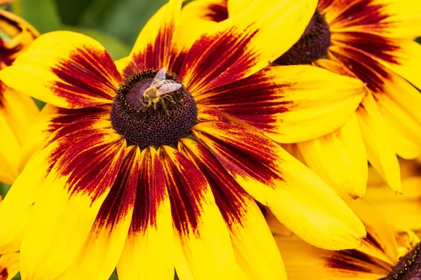 Rudebeckia Alicia Primer Plano Plena Flor —  Fotos de Stock