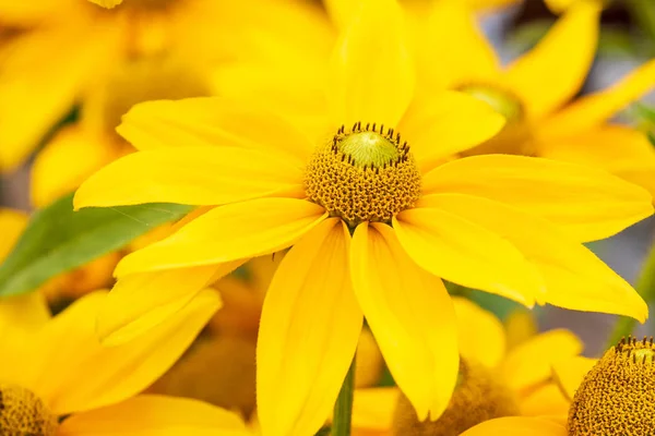 Rudebeckia Sophia Yellow Detail Plném Květu — Stock fotografie