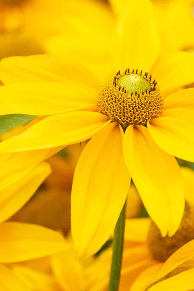 Rudebeckia Sophia Yellow Detail Plném Květu — Stock fotografie