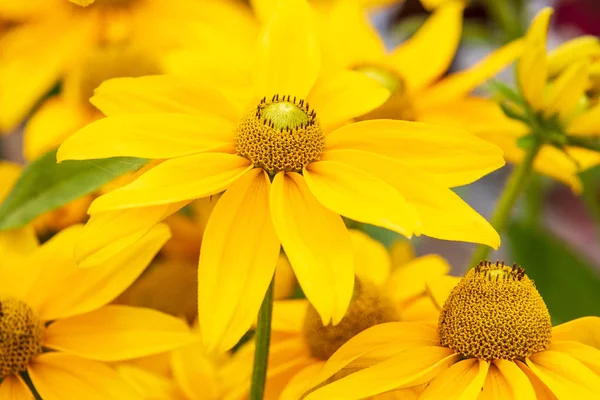 Rudebeckia Sophia Yellow Primer Plano Plena Flor —  Fotos de Stock