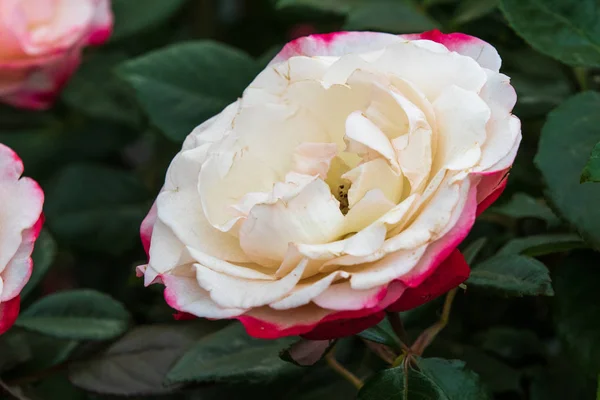 Hermosa Rosa Flor Completa —  Fotos de Stock