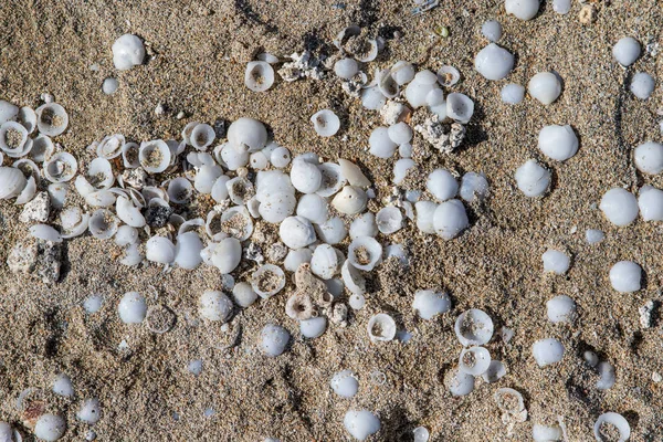 Sand Seashells Background Texture Found Fuerteventura Spain Royalty Free Stock Images
