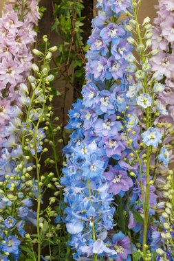 Tam çiçek close_up güzel Delphinium çiçeklenir