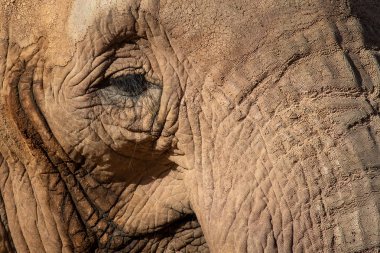 Fuerteventura, Oasis Park fili..