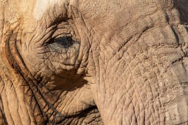 Fuerteventura, Oasis Park fili..