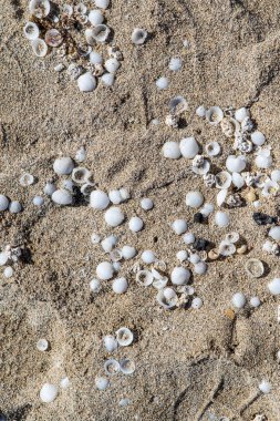 Arka plan doku Fuerteventura, İspanya'da bulunan kum ve deniz kabuklarını