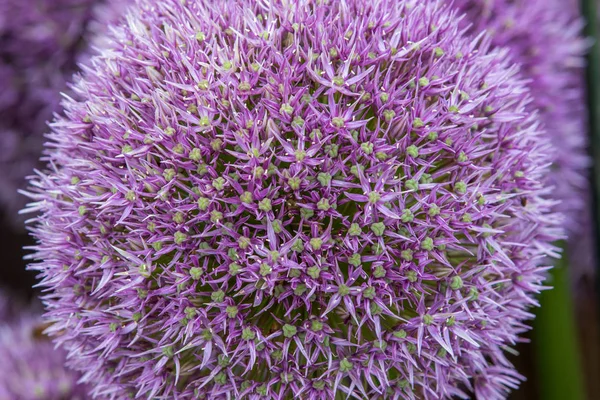 Allium Yuvarlak Mor Tam Çiçek — Stok fotoğraf