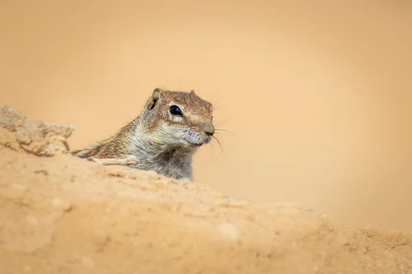 Barbarijse Grond Eekhoorn Atlantoxerus Getulus Fuerteventura Spanje — Stockfoto