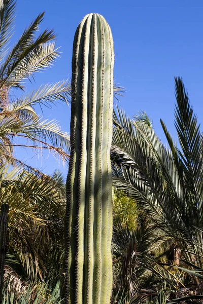 Colección Cactus Creciendo Jardín Botánico —  Fotos de Stock