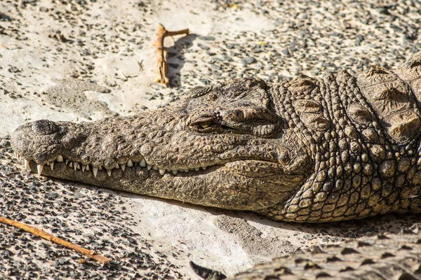 A large dangerous Crocodile at the Oasis Park on Fuerteventura , Spain.