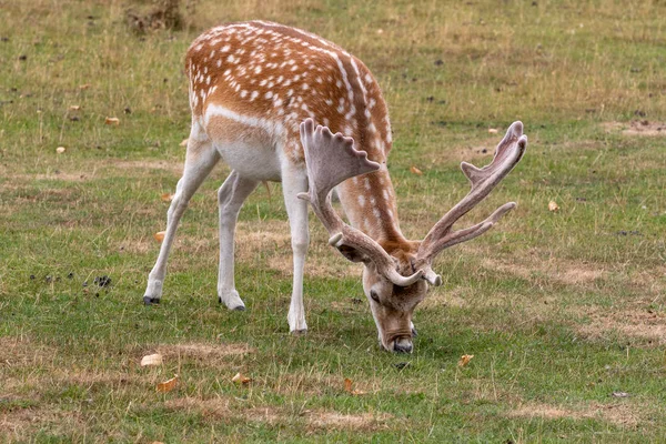 Fallow Deer Dama Dama Feeding Meadow — Stock Photo, Image
